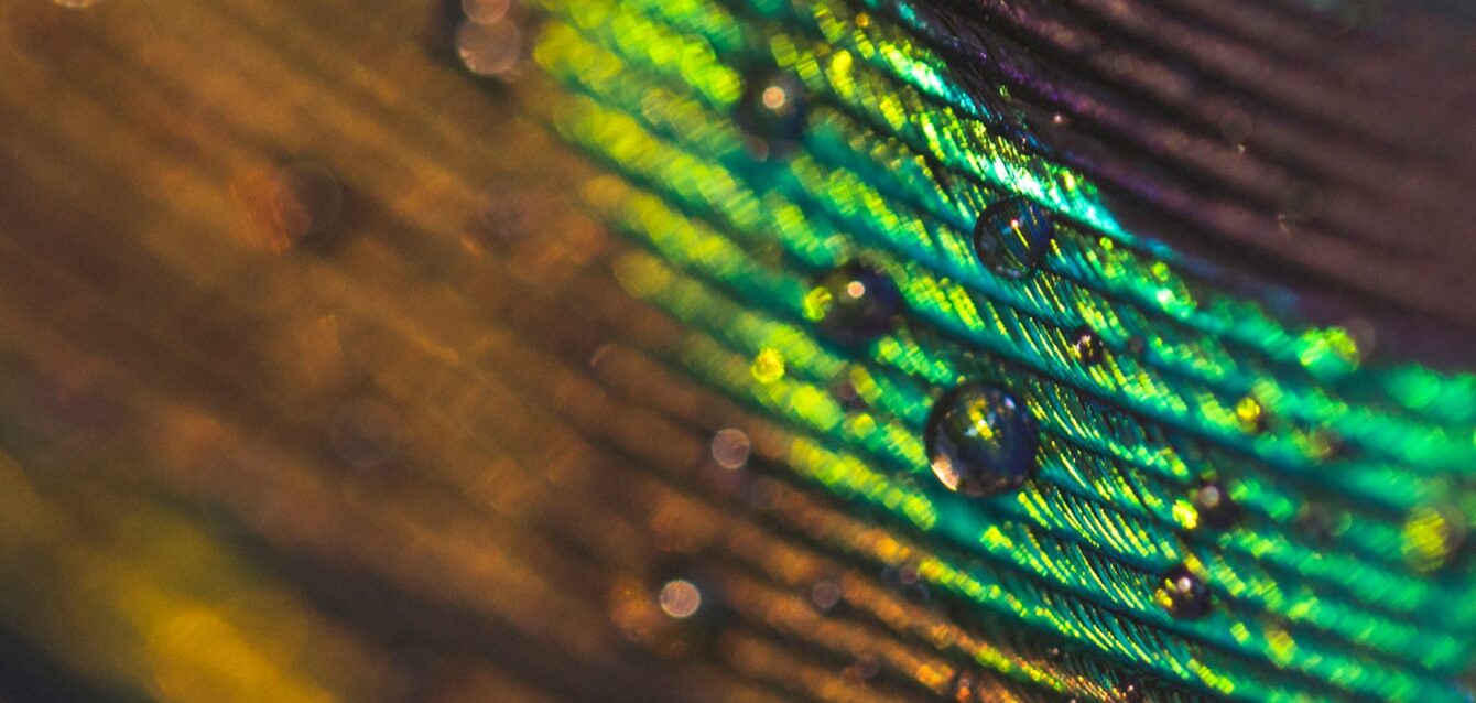 macro-image-peacock-feather-with-water-drops 1-min